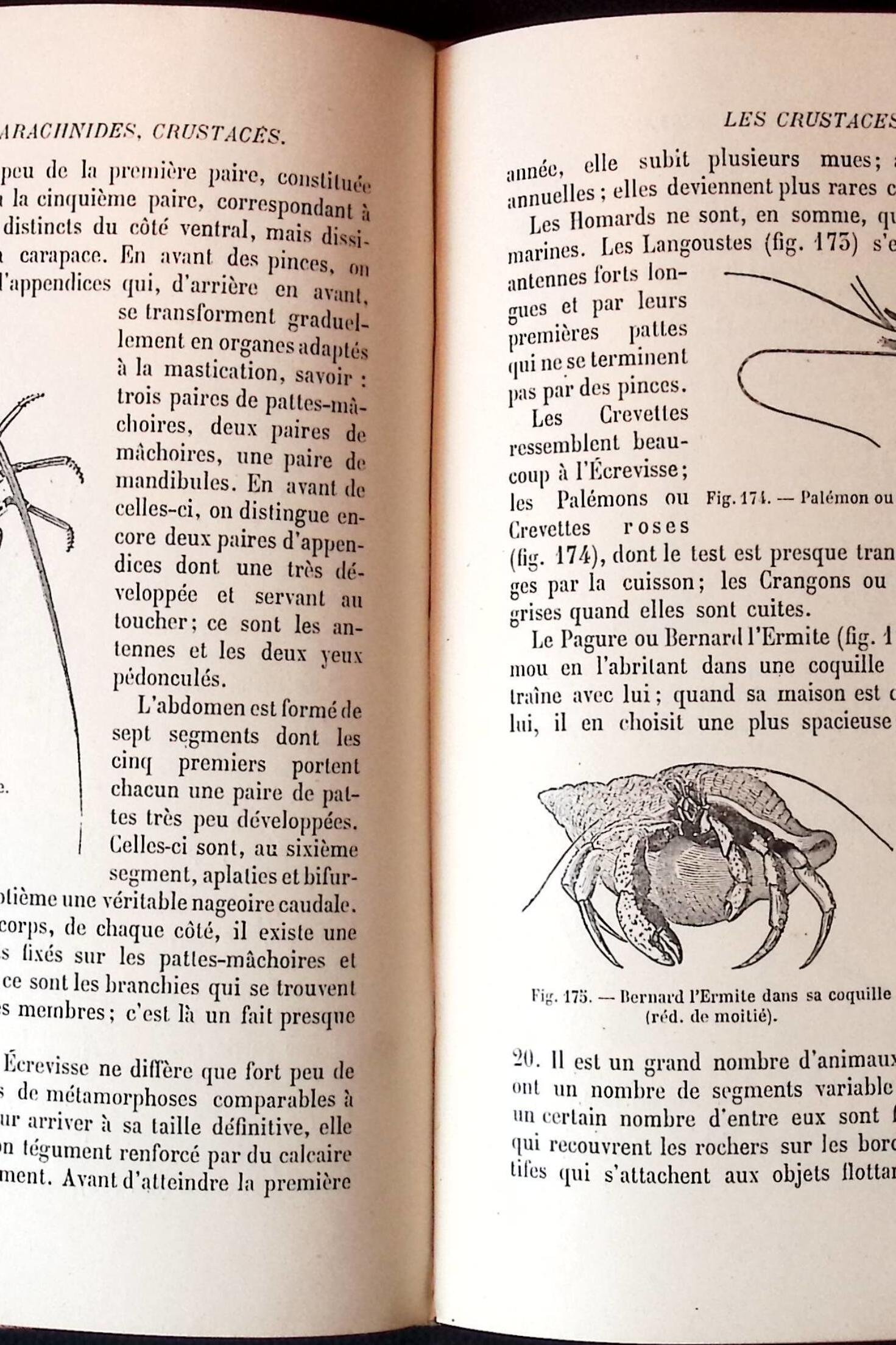 cours dhistoire naturelle pour lenseignement primaire superieur photo 4 cours dhistoire naturelle pour lenseignement primaire superieur photo 4
