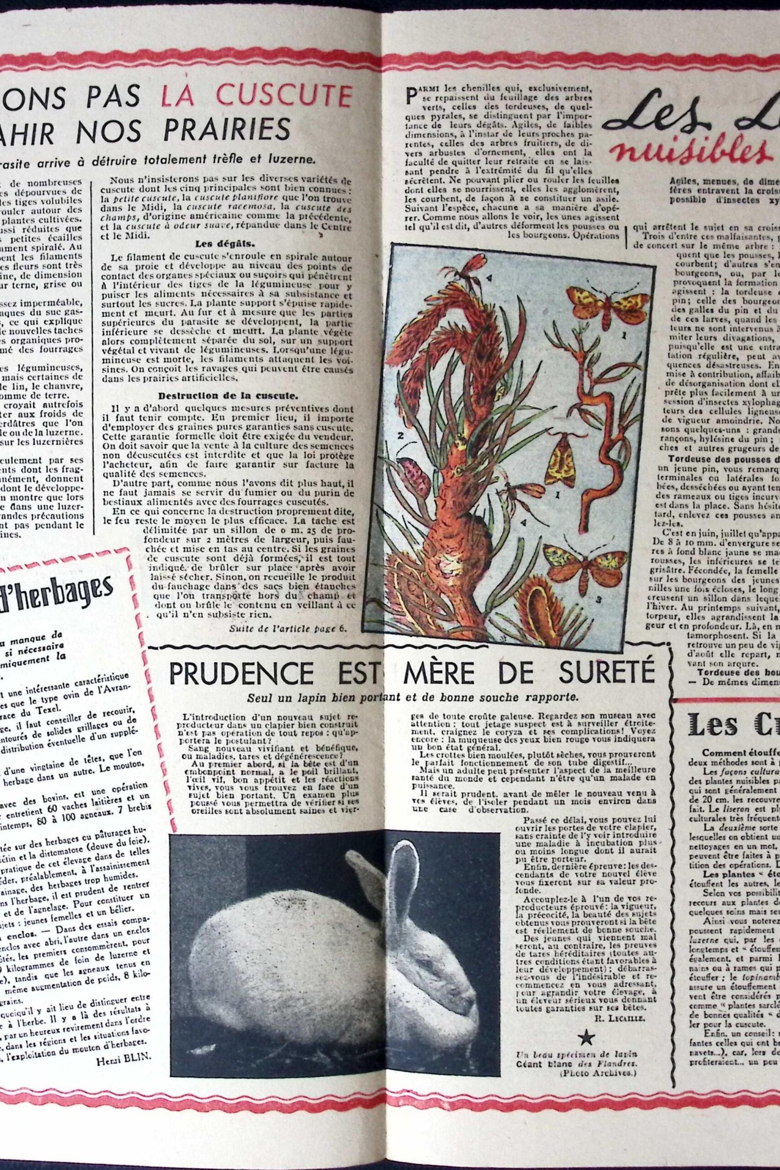 rustica – journal universel de la campagne — 16e annee – n°12 photo 1 rustica – journal universel de la campagne — 16e annee – n°12 photo 1
